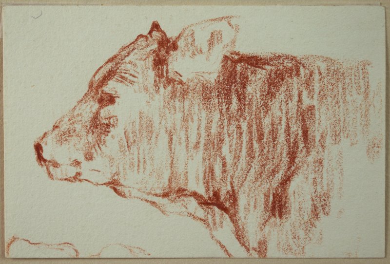 1901-1903 ca. - Vitello (2)
